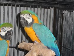 Super Silly Tame Blue And Gold Macaw Parrots