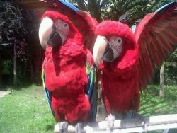 super tame Green Winged Macaw Parrots