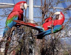 Cuddly Tame Baby Green Wing Macaw Parrots