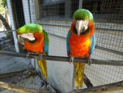 Beautiful Harlequin Macaw Parrots
