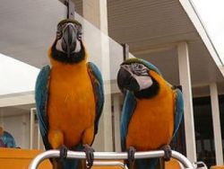 Indescribable Beautiful Blue & Gold Macaws