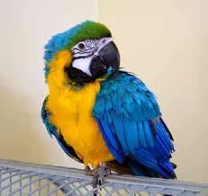 !!!!lovely Blue & Gold Macaw (xxx)xxx-xxxx