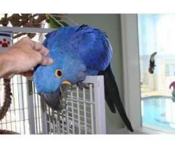 Talking Blue H.macaw & African Grey Parrots