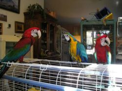 Open Your Own Pet Exotic Birds Shop Now