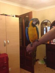 Macaw Parrots just two left