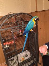 Pairs of Macaw parrot for sale