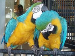 !! Outlooking Blue & Gold Macaw Parrots Trained!!