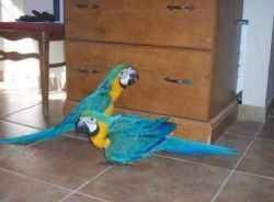 Adorable Gold and blue macaw parrot for sale.