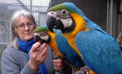 Super Tame Blue And Gold Macaw Parrots