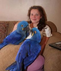 Talking hyacinth macaw parrots available