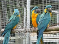 Beautiful Blue And Gold Macaws For Sale
