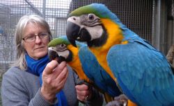 scarlet,blue and gold macaw parrots for sale