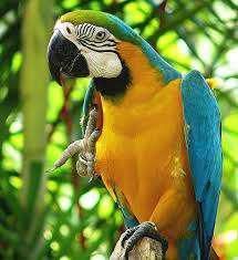 Accessories And Cage Blue And Gold Macaw.