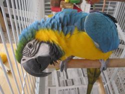 blue and gold macaw for good home
