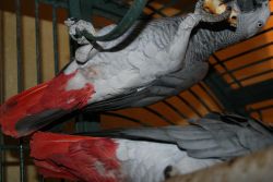 Two Adorable Macaw Parrots For New Year Presents