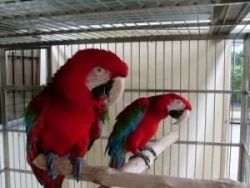 Adarable Pair Green Wing Macaw Parrots For Sale