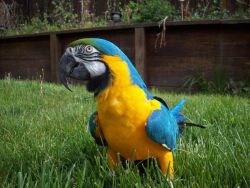 Talking Blue And Gold Macaw Parrots For Sale