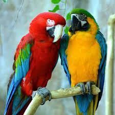 Awesome Baby And Adult Parrots