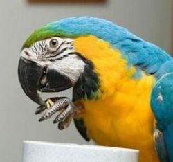 blue and gold macaw parrot for sale