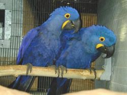 Hyacinth Macaw parrots available