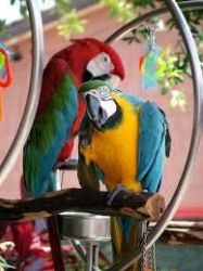 Pairs of Macaw parrots