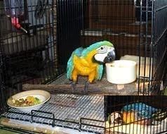 Blue & gold macaws