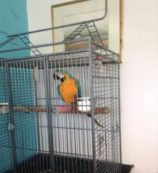 talking pair of blue and gold macaw for sale