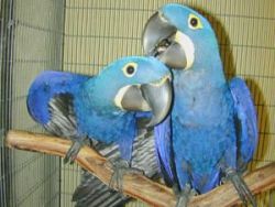 pair Real Hyacinth Macaw Birds