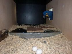 Macaw, African Grey, And Fertile Eggs For Sale.