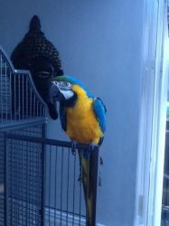 Blue and gold macaw tame
