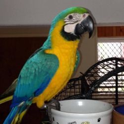 Macaw for rehoming