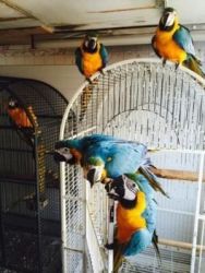 Macaw Parrots X2