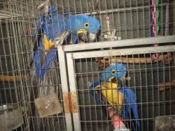 Hyacinth Macaw Parrot on sale