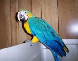 blue and gold macaw available