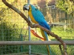 cute blue and gold macaw for sale
