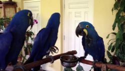Playful Hyacinth_macaw Parrots For Sale