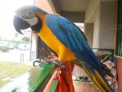 blue and gold macaw>