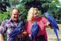 Talking Female Hyacinth Macaw Parrots For Sale