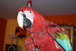 Macaws parrots for sale.