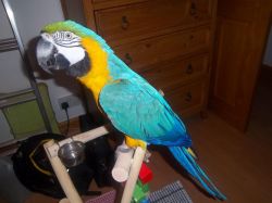 Pair of Macaw Parrots for Adoption