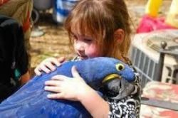 Talking Hyacinth Macaw Parrots For Sale $500.00