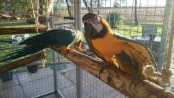 Hand Reared Macaws Blue & Gold For Sale