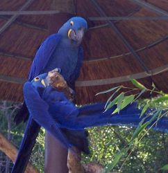 adorable Blue and Gold Macaw parrots