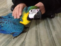 Hand Reared Baby Blue And Gold Macaw