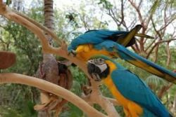 Male and Female Macaw Parrots