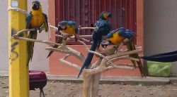 Lovely blue and gold macaw now available.