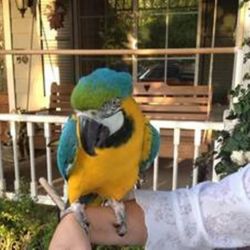 friendly in perfect health blue throated macaw