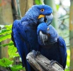 Macaw paris parrots for sale now.