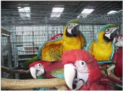 Tamed and talking Macaw parrots