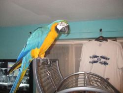 Baby Handreared Blue Gold Macaw